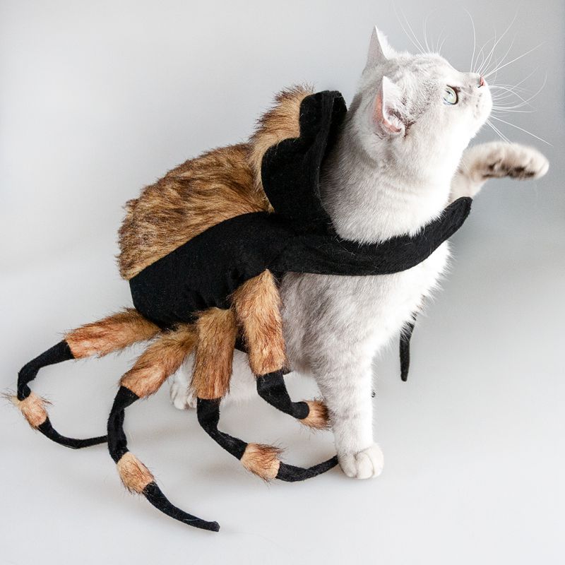 Pet Spiders Change Costumes