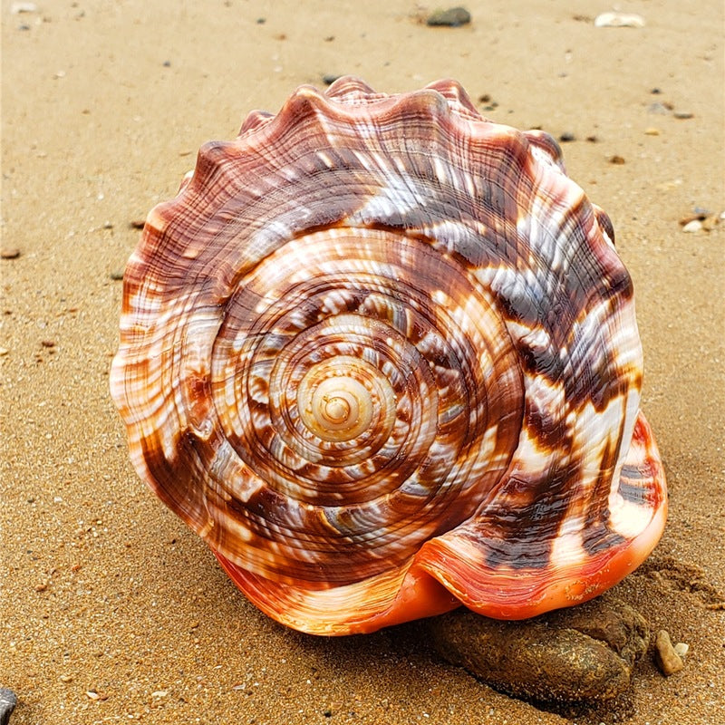 Natural Super Large Wanbao Snail French Snail Large Conch Landscaping