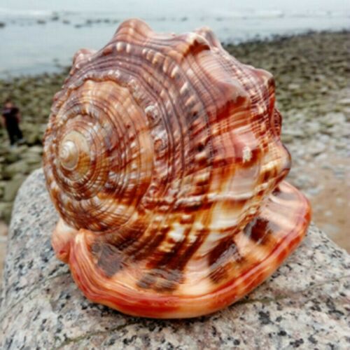 Natural Super Large Wanbao Snail French Snail Large Conch Landscaping