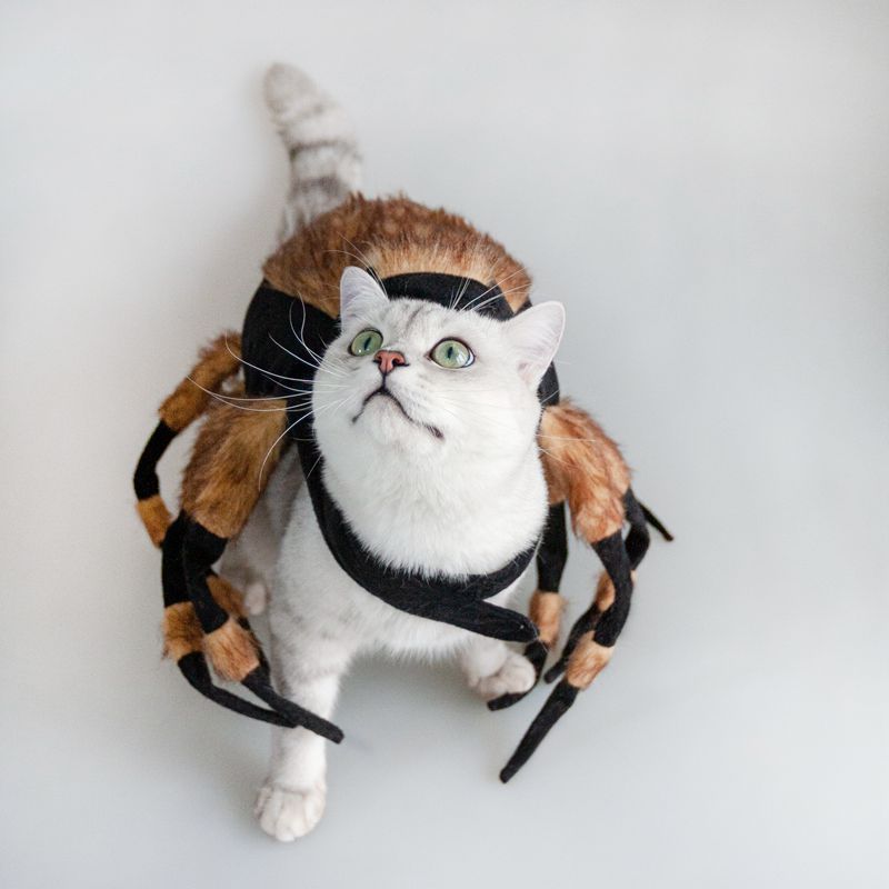 Pet Spiders Change Costumes